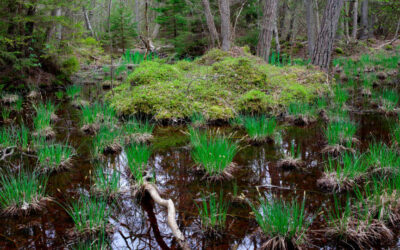 Ny nationell plan för naturrestaurering